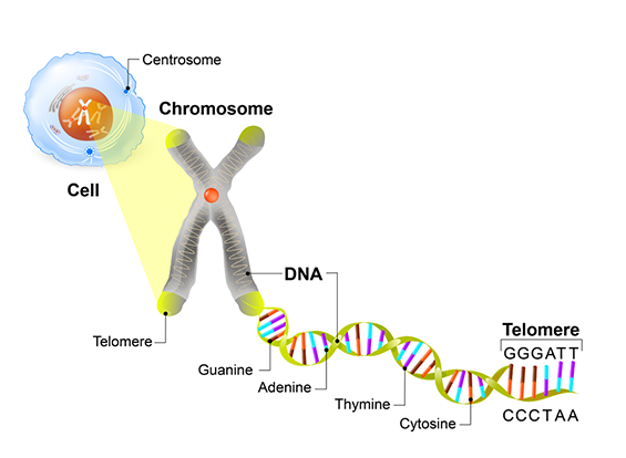 Chart representing Longevity+ Telomere Extension