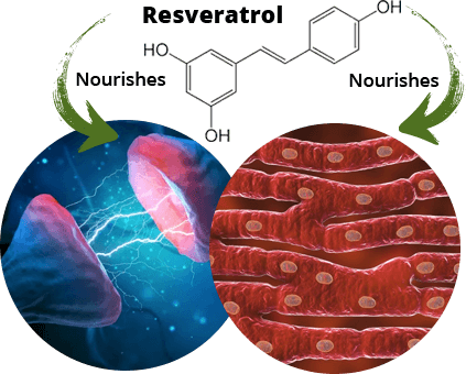 Chart representing Longevity+ Resveratrol